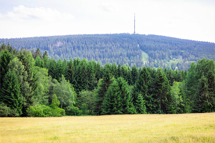 Ein Bild von einer Landschaft mit Wiese im Vordergrund und Wald im Hintergrund.